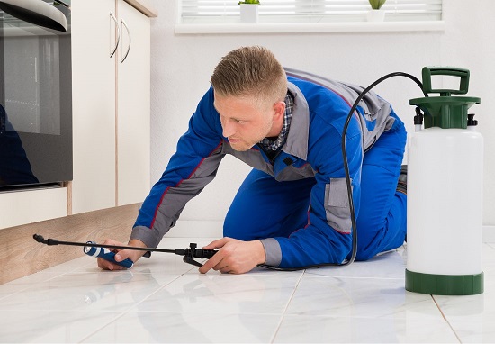 How to Run Google Ads for Pest Control Companies: Turn Searches Into Booked Jobs